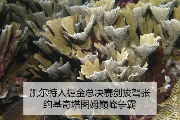 kai-er-te-ren-jue-jin-zong-jue-sai-jian-ba-nu-zhang-yue-ji-qi-ta-tu-mu-dian-feng-zheng-ba-2-370.jpg